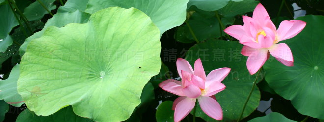 莫內的花園 賞花 花海 花季 花期 玩 台灣網站行動版